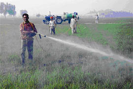 A farmer is busy in spraying pesticides in a wheat field with the help of a tractor-driven spraying machine, at a village in Muktsar district on Sunday