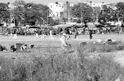 The site for the proposed modern fruit and vegetable market at Phase XI, Mohali