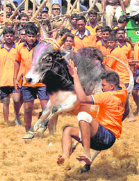 A competitor tries to tame a bull during Jallikattu organised as part of the Pongal celebrations at Palamedu village in Madurai district of Tamil Nadu on Sunday.