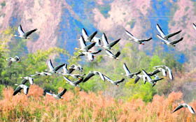 A group of Bar-headed Geese at Nangal wetland.