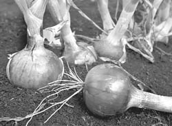 Onions led the latest spurt in price rise