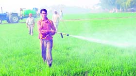 Pesticide is sprayed in a wheat field with the help of a tractor-driven machine in a village in Muktsar district.