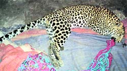 The carcass of the leopard that was trapped by poachers in Bhera village in Hoshiarpur district.