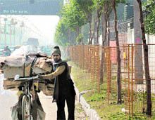 Pruned branches along the road dividing Phases 3B1 and 4 in Mohali
