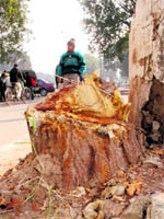 The stump of a tree at a filling station in Sector 22, Chandigarh