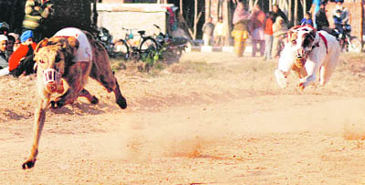 A dog race in progress during Baba Janki Das Rural Sports Festival at Ballo Majra village, Kharar, on Friday.