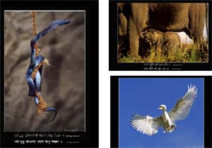 Some of the works of  lensman Dalip Thakuron on display at the exhibition at Khalsa College in New Delhi.