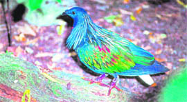 The endemic Nicobar pigeon in his exotic plumage
