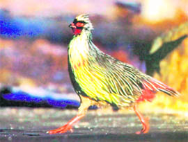 At the crack of dawn, a male blood pheasant strides out on to a sunny patch