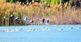 A group of birds take flight at Nangal wetland.