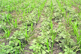 A file photo of sugarcane and moong crop planted together as a part of mixed farming.