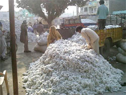 Cotton being unloaded in Bathinda on Thursday