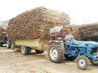 Tractor trollies overloaded with sugarcane in Fatehgarh Sahib.