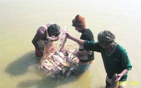 Workers pull out a catch of fish in Chamkaur Sahib