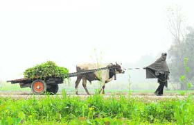 A farm labourer transports fodder on a cold morning at Adampur in Jalandhar