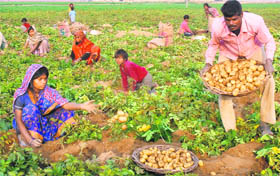 Labourers busy collecting potatoes in a field near the Jalandhar-Kapurthala road.