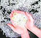 Import of rough stones, which was stopped in December last, will resume from February