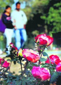 Roses bloom at the Sector 16 Zakir Rose Garden, Asia’s largest rose garden. The UT horticulture department is preparing for the rose festival, to be held in February.