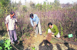 Vinod Soni works in his Rajat Biotech Lab field of apple rootstocks