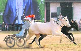 Village Ferrari: A participant fervently racing his bullock cart on the first day of Kila Raipur Rural Olympics near Ludhiana