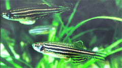 A fish called wonder