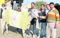 A participant bullock worth Rs 7 lakhs at the olympiad in Kila Raipur.