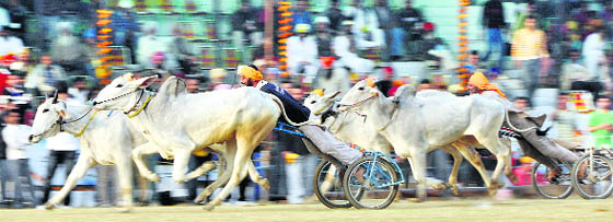 Bullock cart races remain a major attraction during the three-day event.