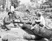 Trees along a road at Phase I in Mohali being axed for widening of the road