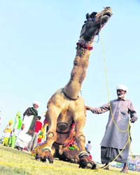 Gousu Khan from Jaisalmer who made his camel dance during Kila Raipur rural sport