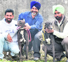 NRI Baldev Singh (centre) with his greyhounds  flown in from Canada at Kila Raipur games on Saturday.