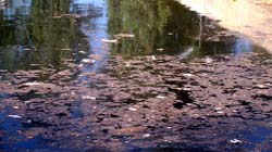 A view of the water works where a green layer has formed on the surface.