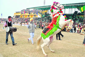 Harvinder Singh Dhaliwal makes one of his horse dance to the tunes of music.