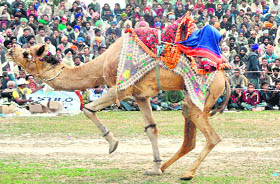 A camel performs at Kila Raipur on Sunday. 