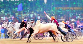 The bullock cart race remains the high point of the Games. Over 100 bullock carts took part in the race this year.