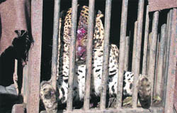 An injured leopard that was captured by the forest authorities a few months ago from the IMA campus in Dehradun.