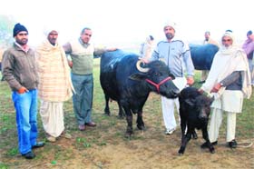 The Murrah buffalo that was adjudged first at a cattle fair in Rohtaks Sundana village