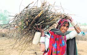 A woman on the way back to her village near Sonepat after collecting firewood.