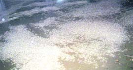 Hail stones strewn on the road in Khamano.