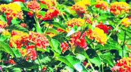 Threatening weeds: Lantana, ageratum, parthenium (Congress grass) and eupatorium 