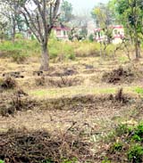 Fertile agricultural land abandoned by farmers in the Kangra valley because of the monkey menace.