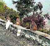 monkeys sitting on a parapet along a road in search of food.