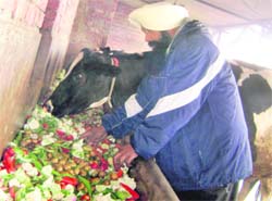 VEG BARGAIN: A farmer feeds his cow with vegetables at Mandi Ahmedgarh. 