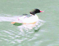 A common merganser in the Ram Ganga  river in Pithoragarh.