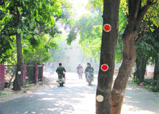 These trees pose a danger to commuters near Rakh Bagh in Ludhiana. 