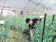Workers collect carnation flowers at Kyarkuli in Mussoorie.