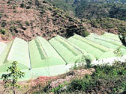 Floriculturist Gaje Singh Rawats polyhouse in Kyakuli near Mussoorie;