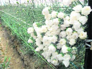 carnation flowers ready for packaging at the polyhouse. 