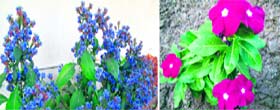Daedalecanthus and vinca rosea (right) are ideal to light up shaded corners.