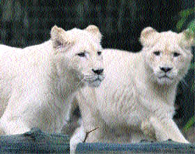 Four rare white lion cubs explore the fresh winter air for the first time ever at the Ouwehands Zoo in Rhenen on Friday.