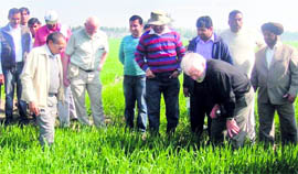 The Director-General of the CIMMYT, Mexico, Dr Thomas Lumpkin, and other farm experts at the CSISA, Haryana Hub, in Karnal on Saturday